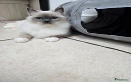 Ragdoll cats for sale: Blue mitted european girl - Image 6
