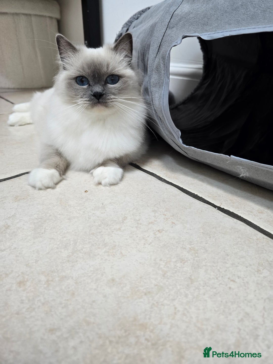 Ragdoll cats for sale: Blue mitted european girl - Image 6
