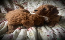 Cockapoo dogs for sale: Fabulous F1b Fox Red Cockapoo Health Cleared - Image 20