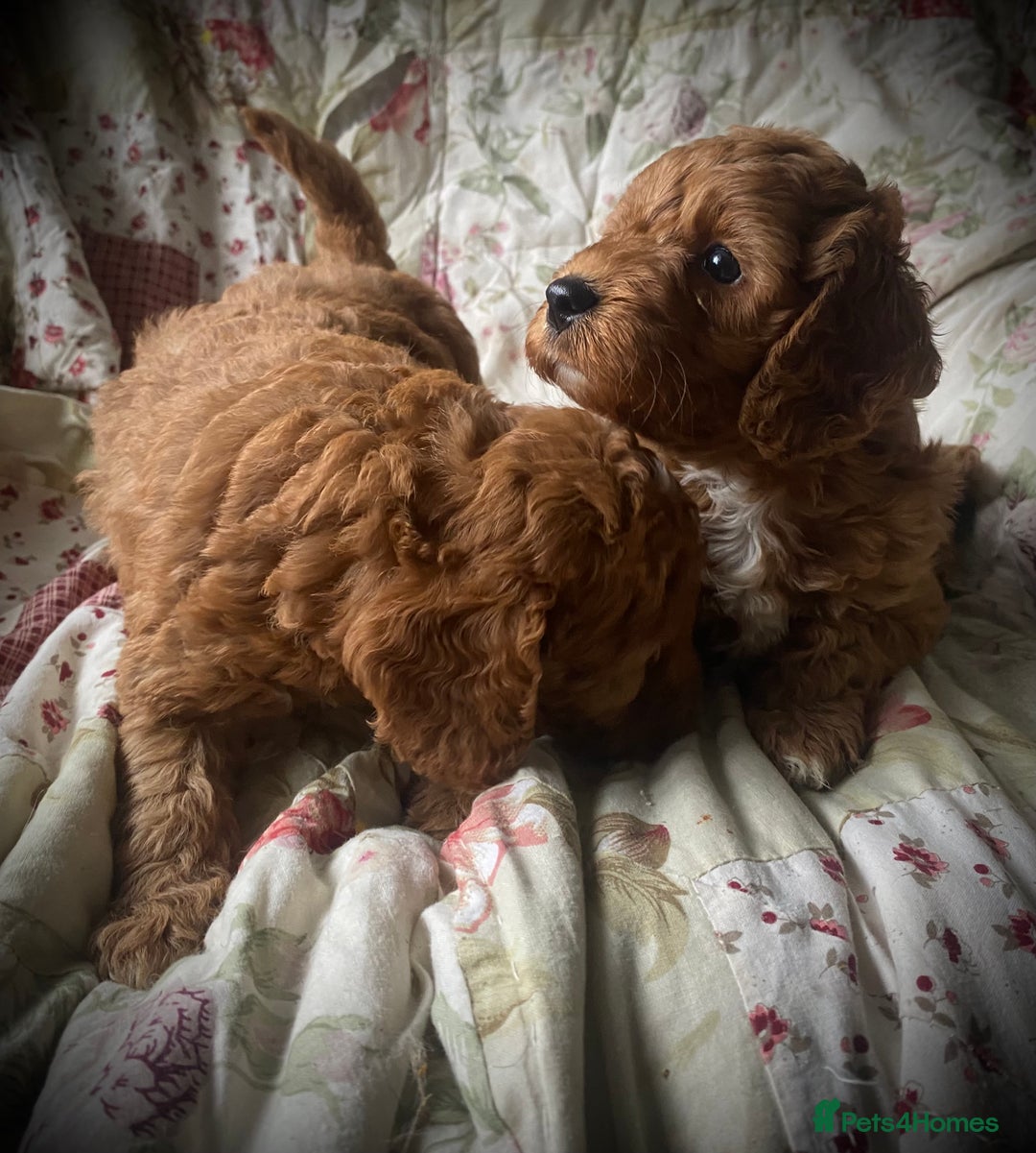 Cockapoo dogs for sale: Fabulous F1b Fox Red Cockapoo Health Cleared - Image 20