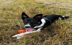 Mixed Breed dogs for sale: Collie mixed malinois  - Advert 13