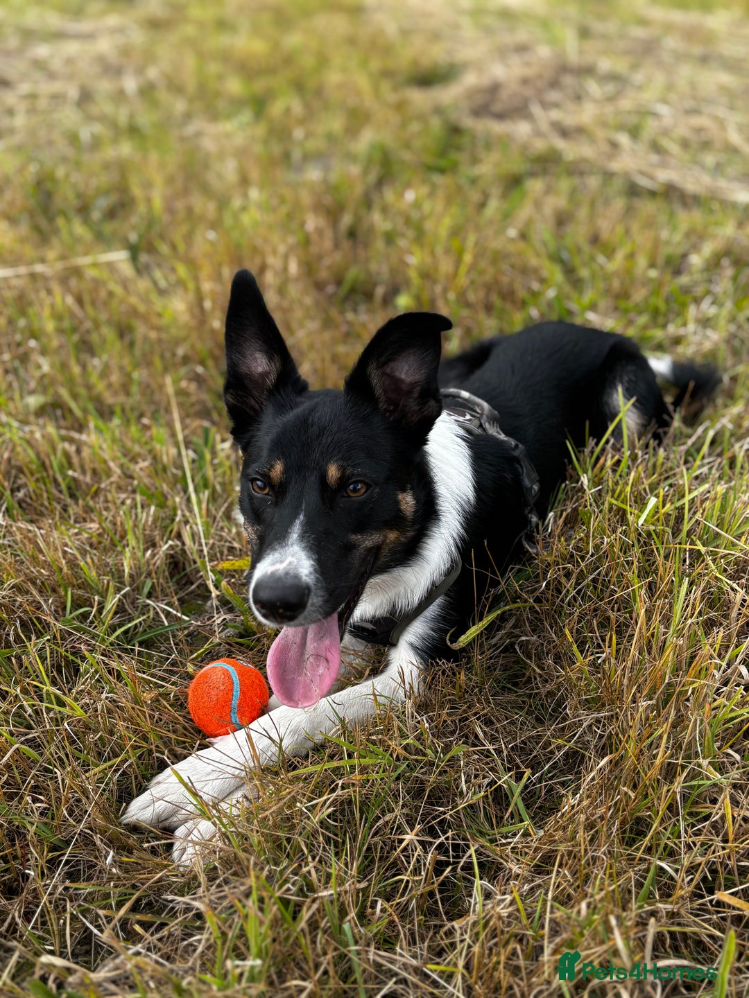 Mixed Breed dogs for sale: Collie mixed malinois  - Advert 13