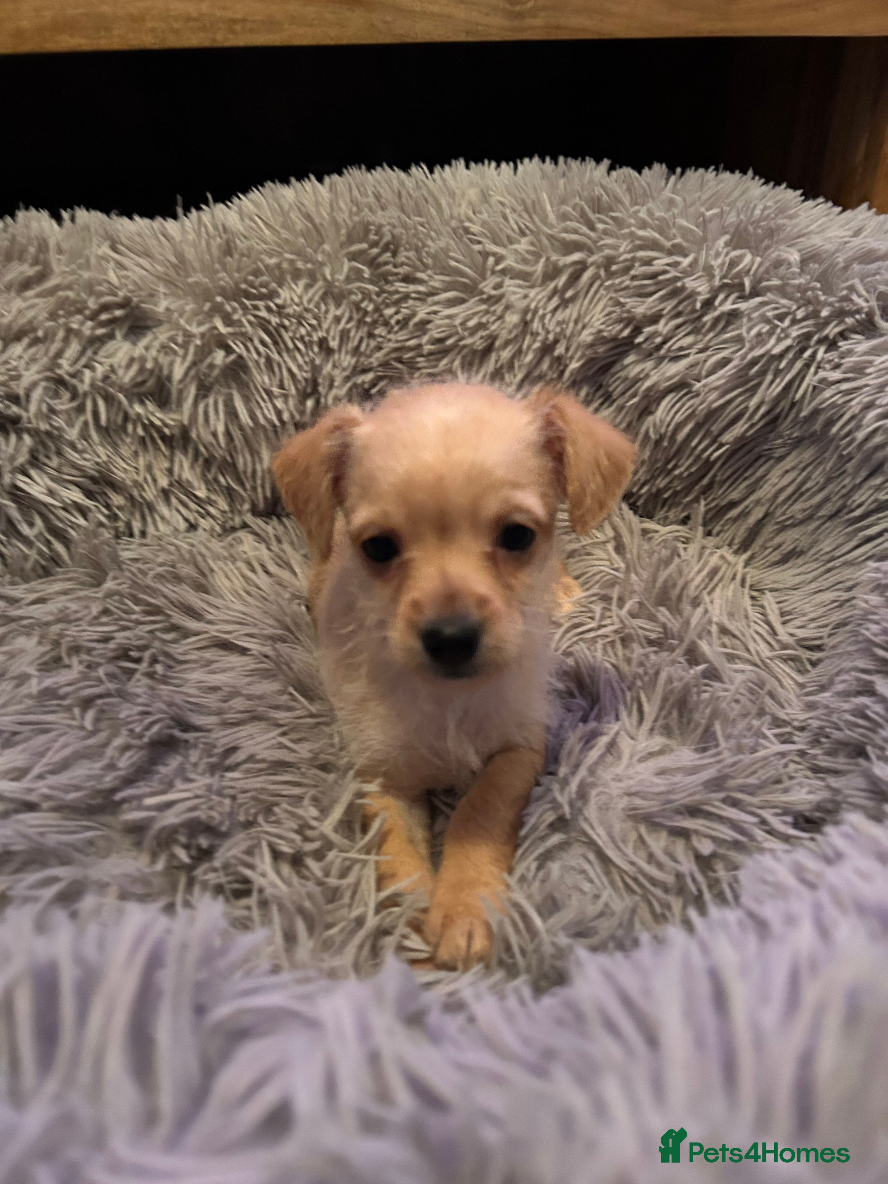 Chipoo dogs Poochis (poodle chihuahua mix) - Advert 17