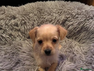 Chipoo dogs Poochis (poodle chihuahua mix) - Advert 17