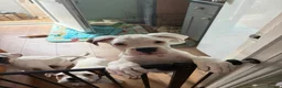 Boxer dogs for sale: Kc reg boxer puppies forsale - Advert 4