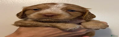 Cocker Spaniel 7