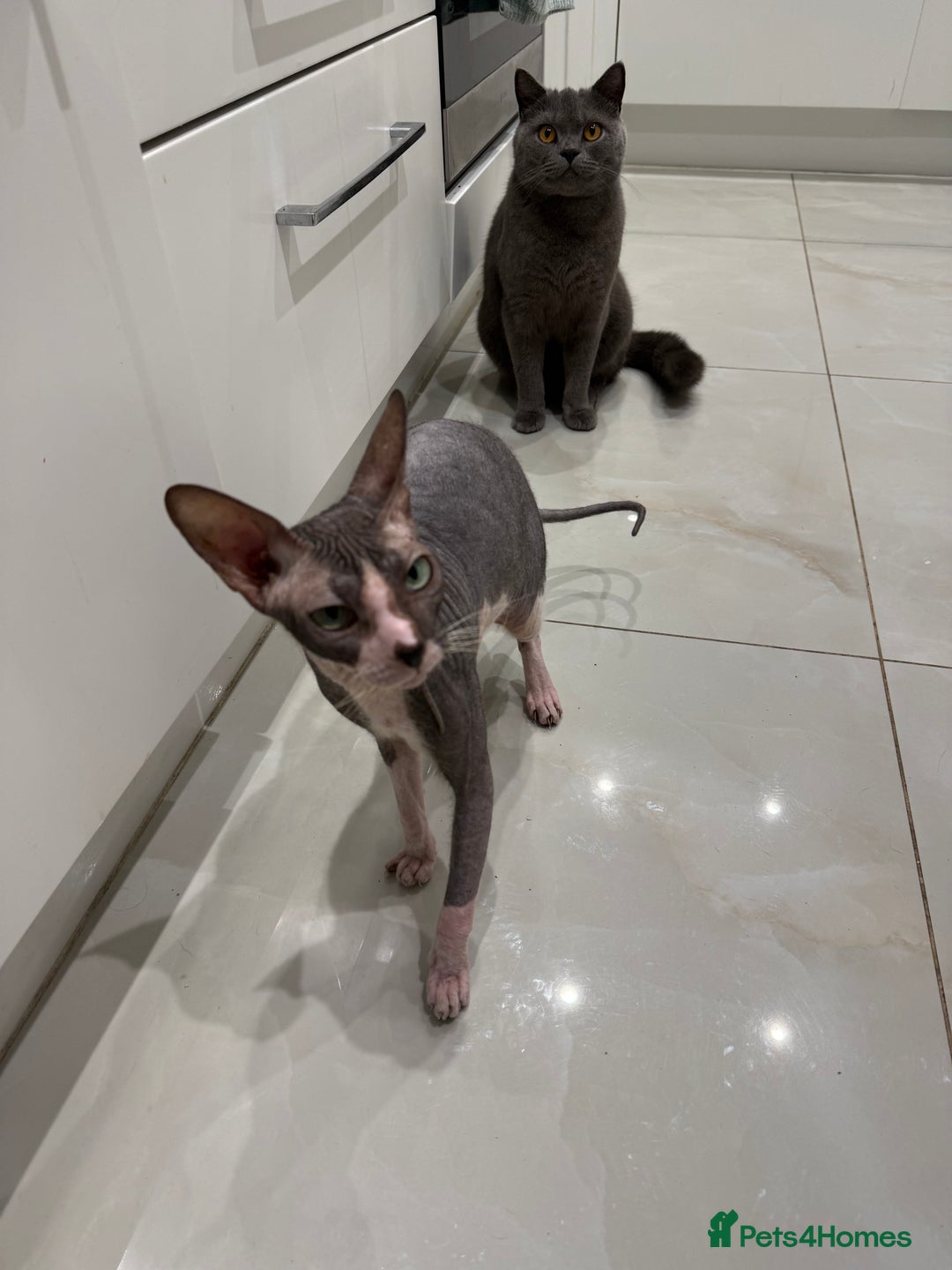 British Shorthair cats for sale: British shorthair and sphinx  - Advert 1