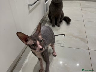 British Shorthair cats British shorthair and sphinx - Advert 1