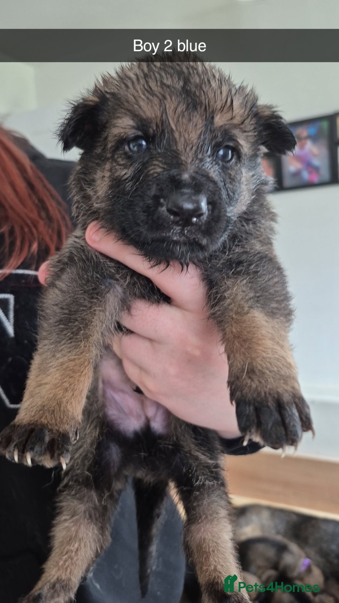 German Shepherd dogs German Shepherd puppies - Advert 2