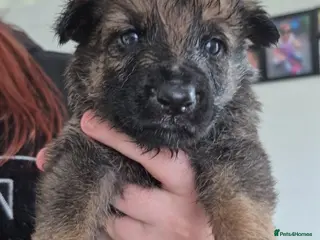 German Shepherd dogs German Shepherd puppies - Advert 2