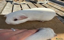 Guinea Pig rodents for sale: Pure bred California & Swiss guineapigs  - Image 10