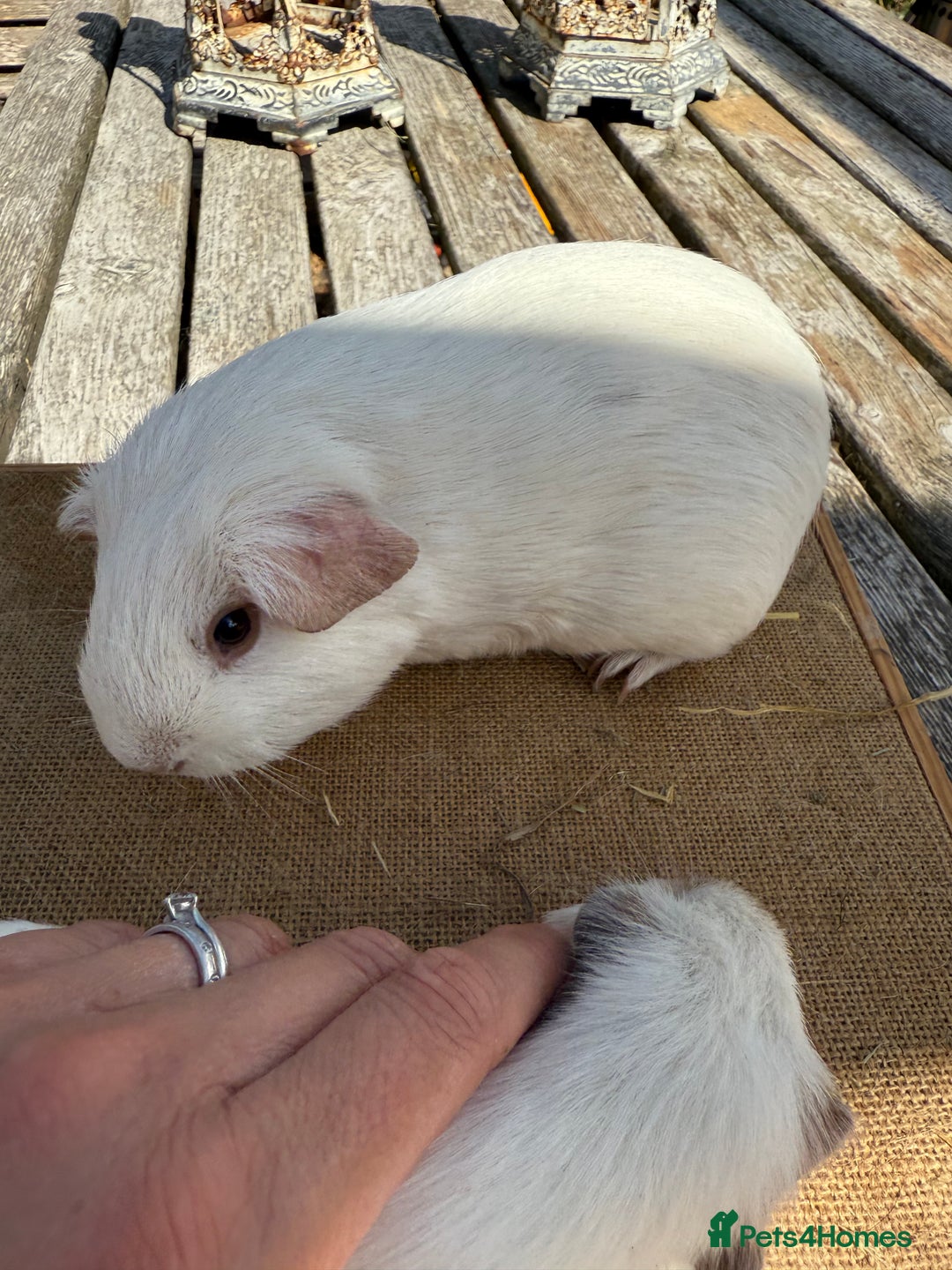 Guinea Pig rodents for sale: Pure bred California & Swiss guineapigs  - Image 10