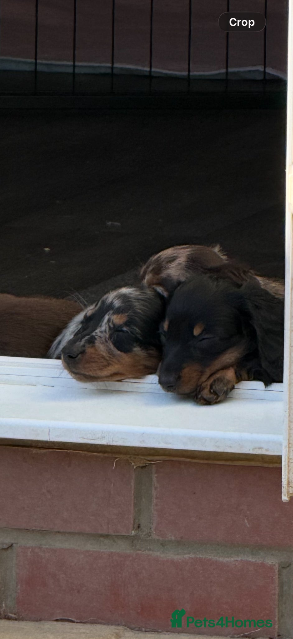 Dachshund dogs Long haired miniature dachshund puppies - Advert 2