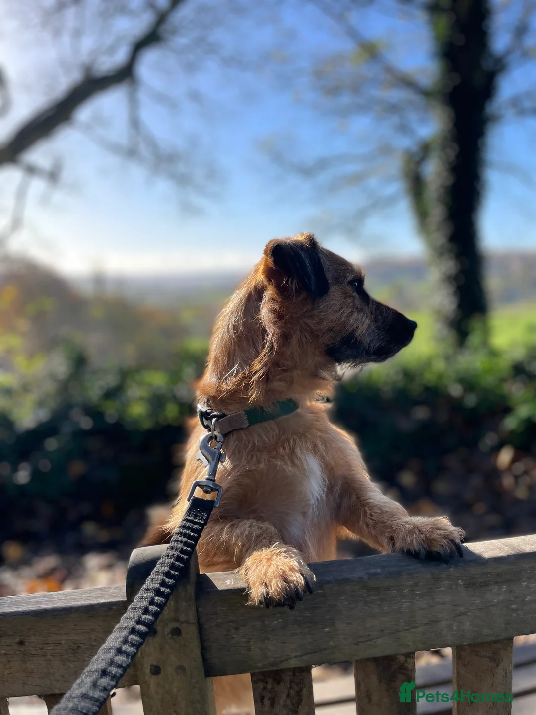 Jack Russell dogs for stud: Jack Russell for stud - Advert 3