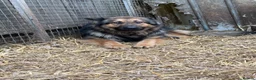 German Shepherd dogs for sale: German shepherd  - Advert 2
