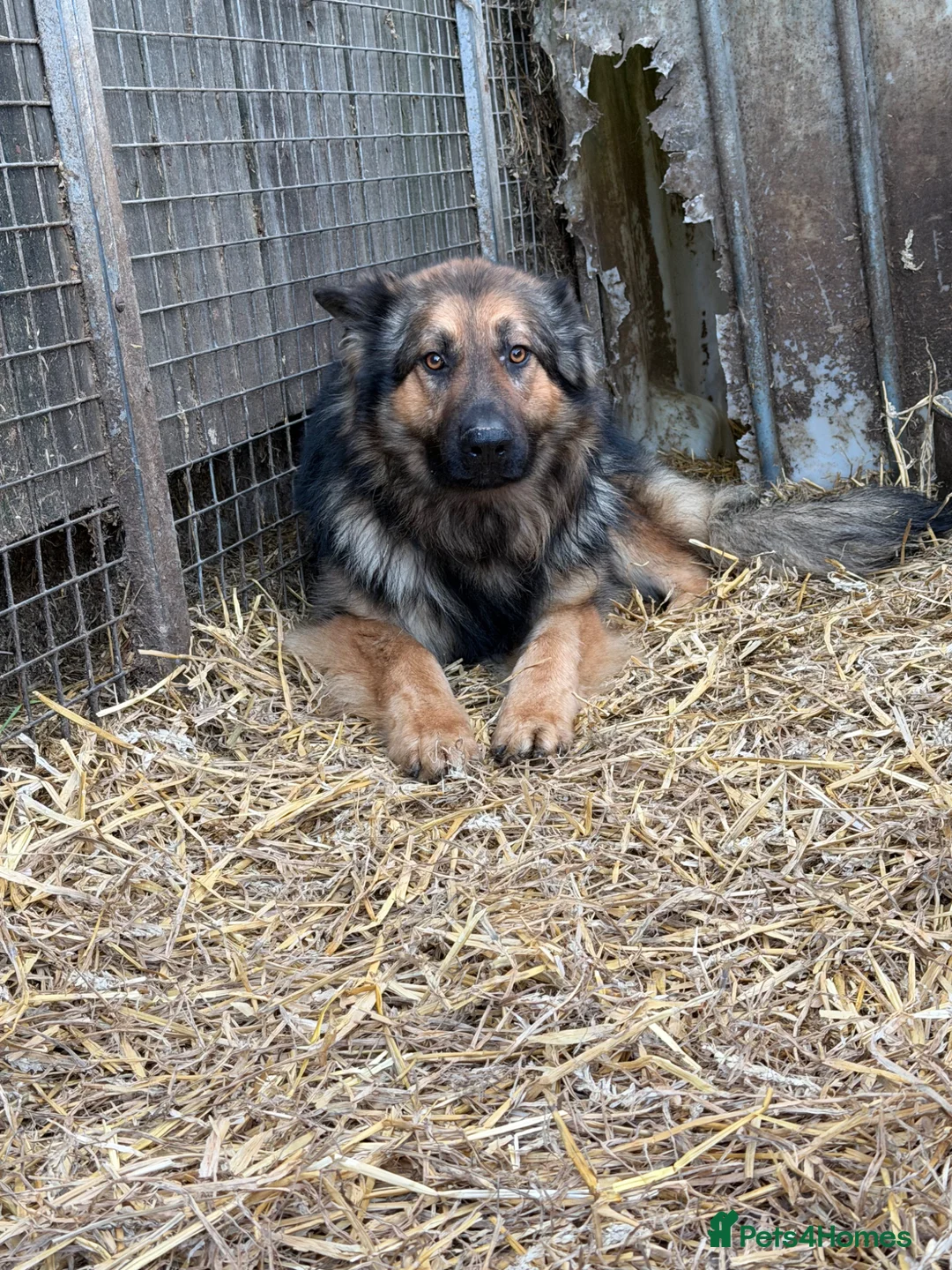 German Shepherd dogs for sale: German shepherd  - Advert 2