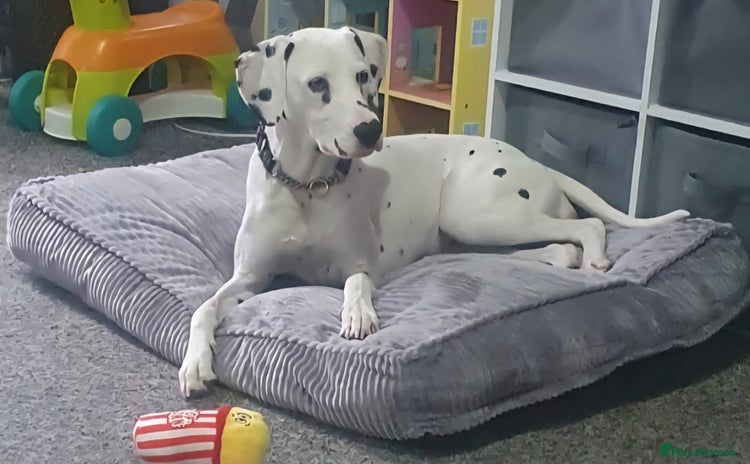 Dalmatian dogs - Advert 1