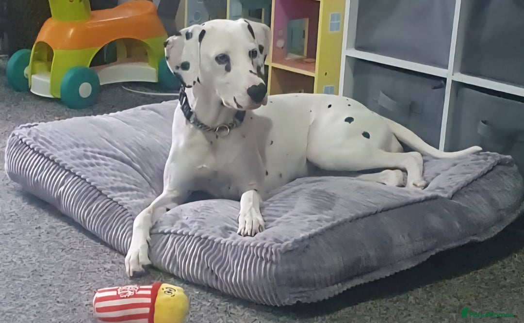 Dalmatian dogs for sale: Beautiful female Dalmatian  - Image 1