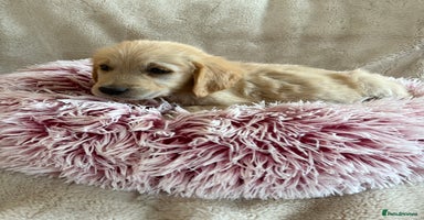 Golden Retriever dogs - Advert 3
