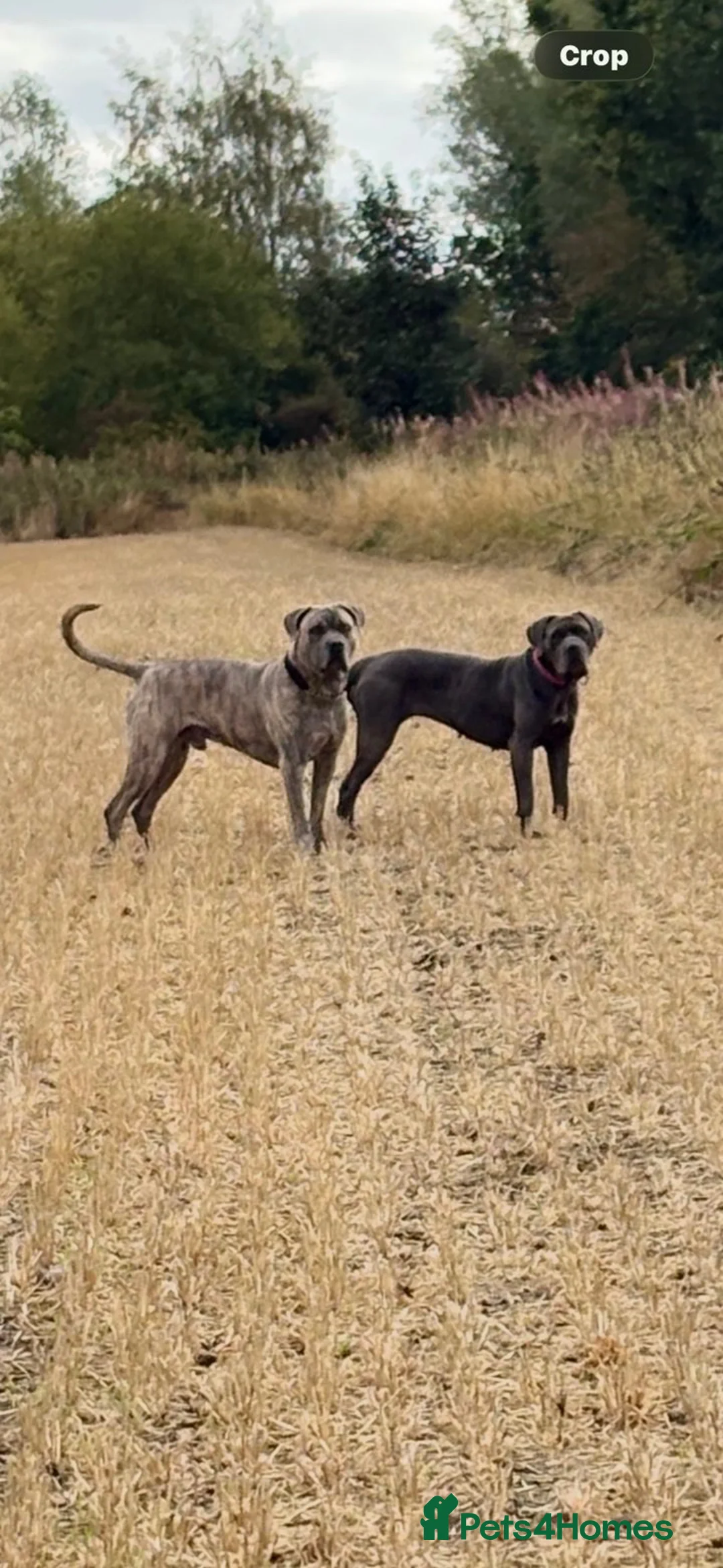 Cane Corso dogs for sale: Cane corso Puppies coming soon !!! in Durham - Advert 2