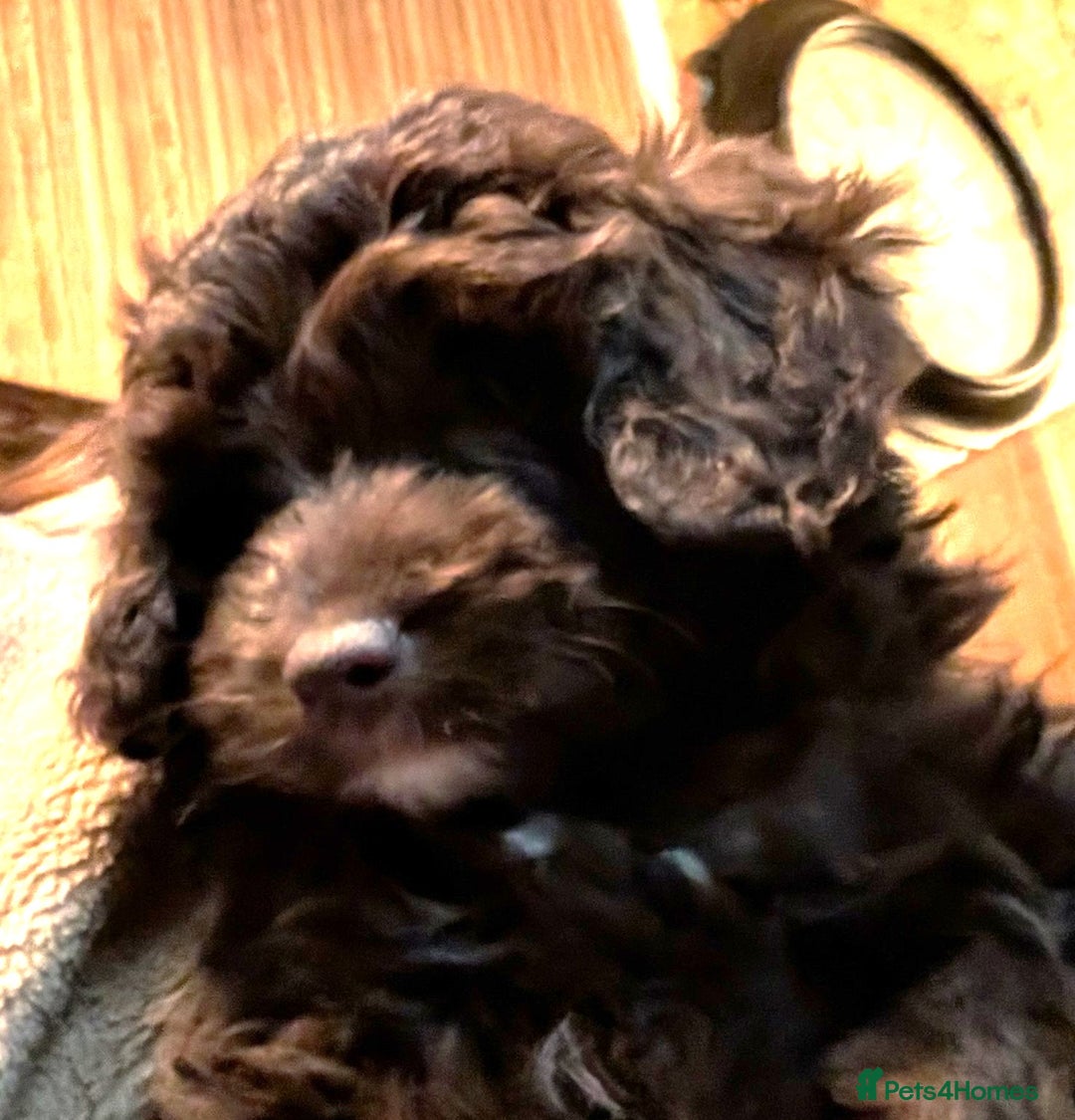 Cavapoo dogs for sale: LITTLE GIRL READY FOR NEW HOME NOW - Advert 11