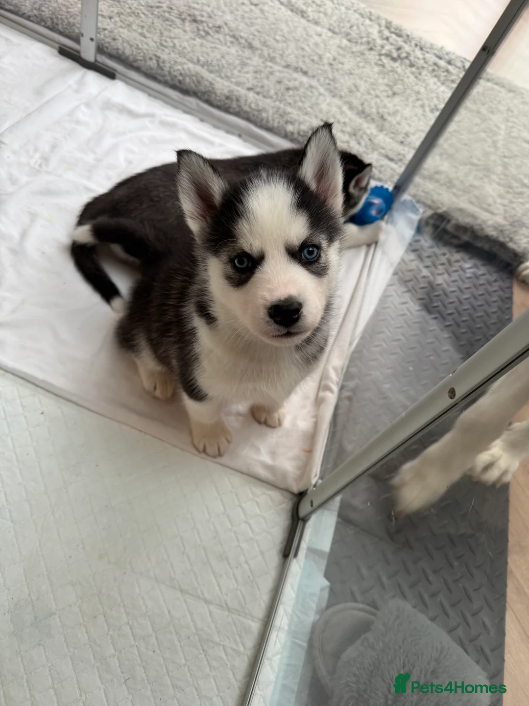 Siberian Husky dogs for sale: 1 KC REG SIBERIAN PUP LEFT (BOY)READY NOW - Advert 22