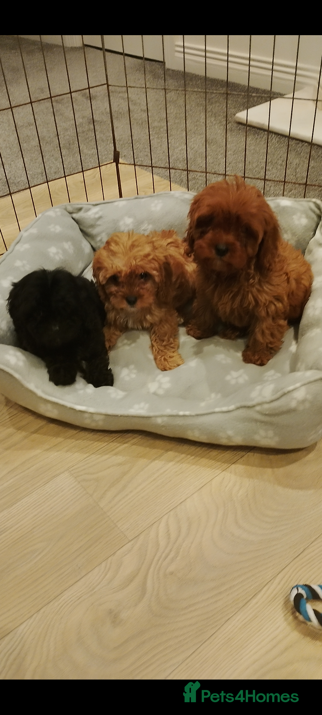Cavapoo dogs Stunning F1 Cavapoos 3 boys left ! - Advert 8