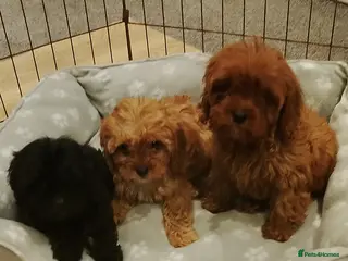 Cavapoo dogs Stunning F1 Cavapoos 3 boys left ! - Advert 8