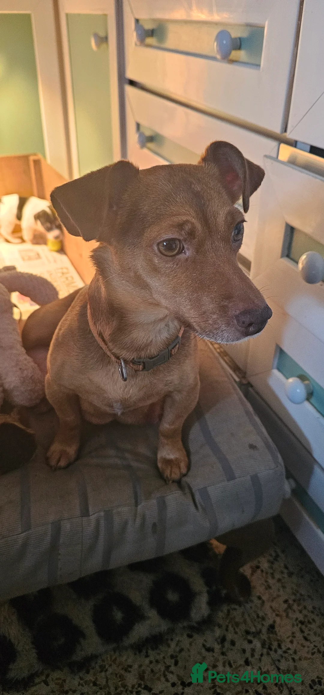 Jack Russell dogs for sale: Jack Russell Puppies - Advert 1