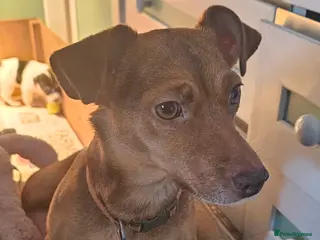 Jack Russell dogs Jack Russell Puppies - Advert 6