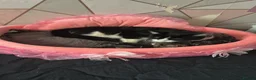 Mixed Breed cats for sale: Kittens ready leave ASAP - Advert 2