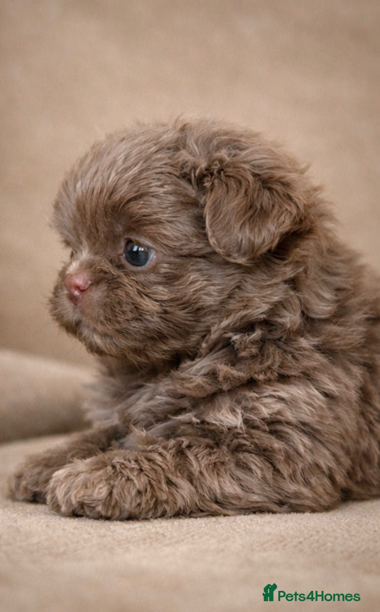 Shih Tzu dogs HEALTH TESTED KC Reg Female - Advert 12