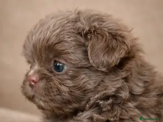 Shih Tzu dogs HEALTH TESTED KC Reg Female - Advert 12