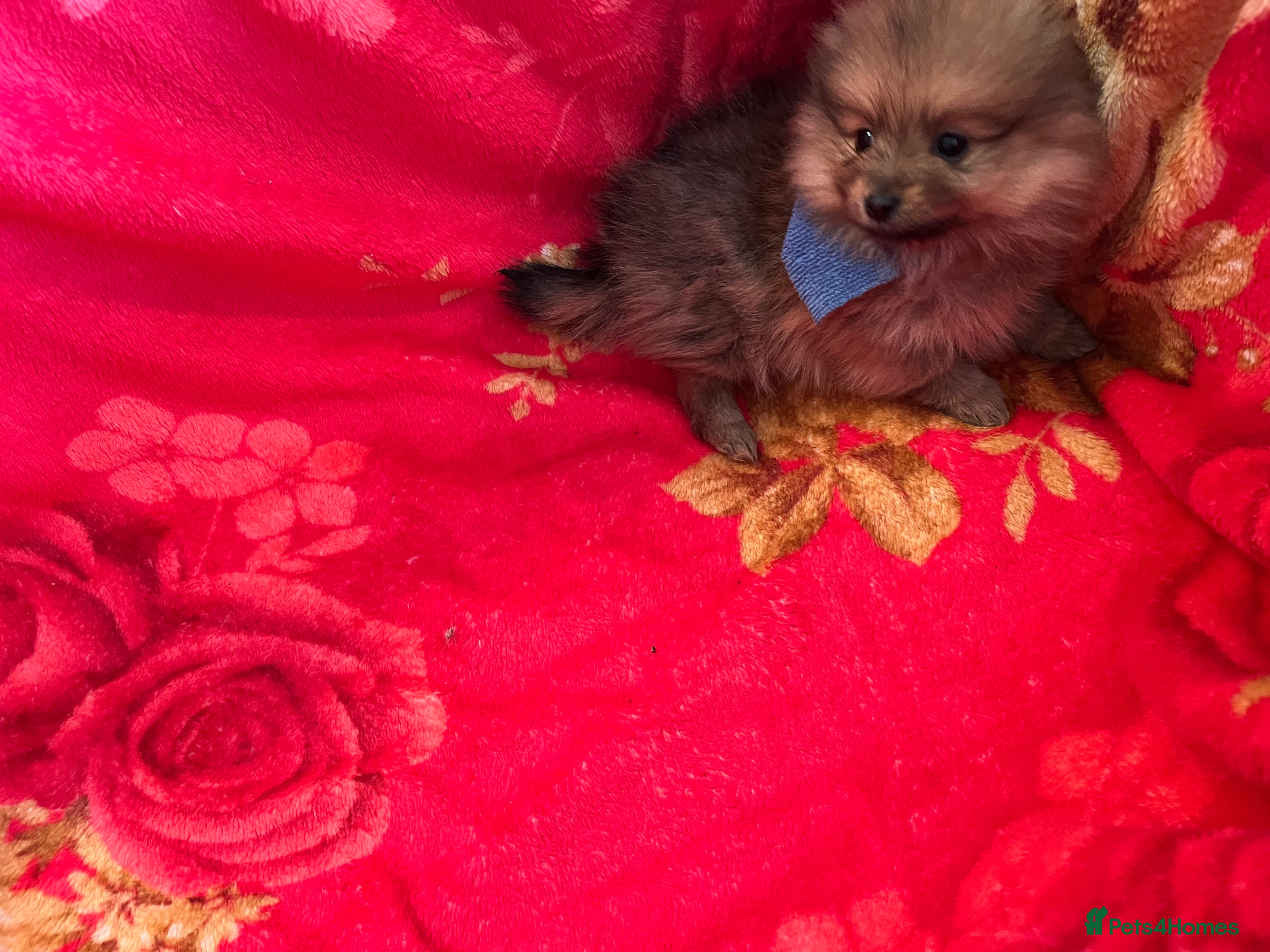 Pomeranian dogs Pomeranian  - Advert 2