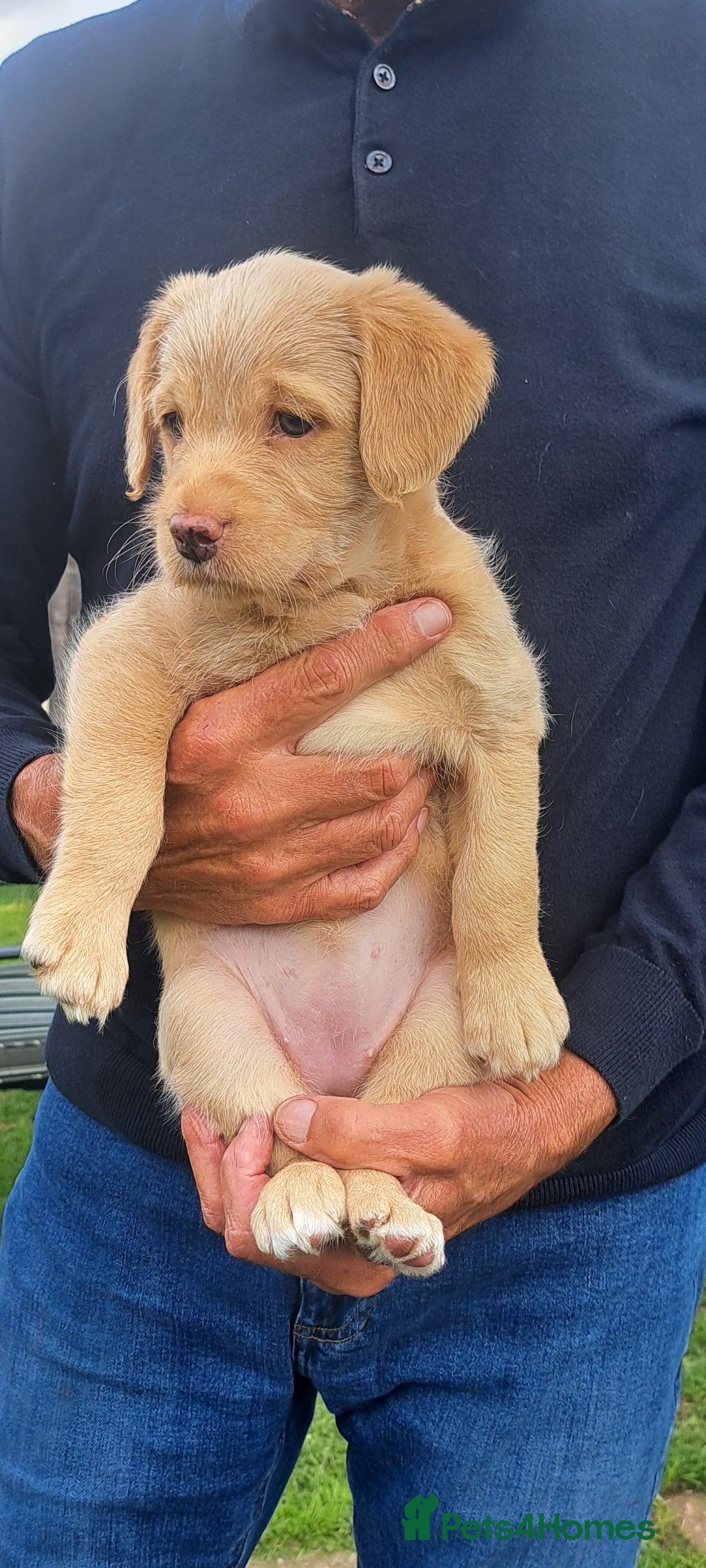Labradoodle dogs Beautiful F1 Minature Labradoodles - 6 weeks old - Advert 2