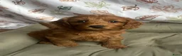 Cockapoo dogs for sale: HEALTH TESTED COCKAPOOS - Advert 1