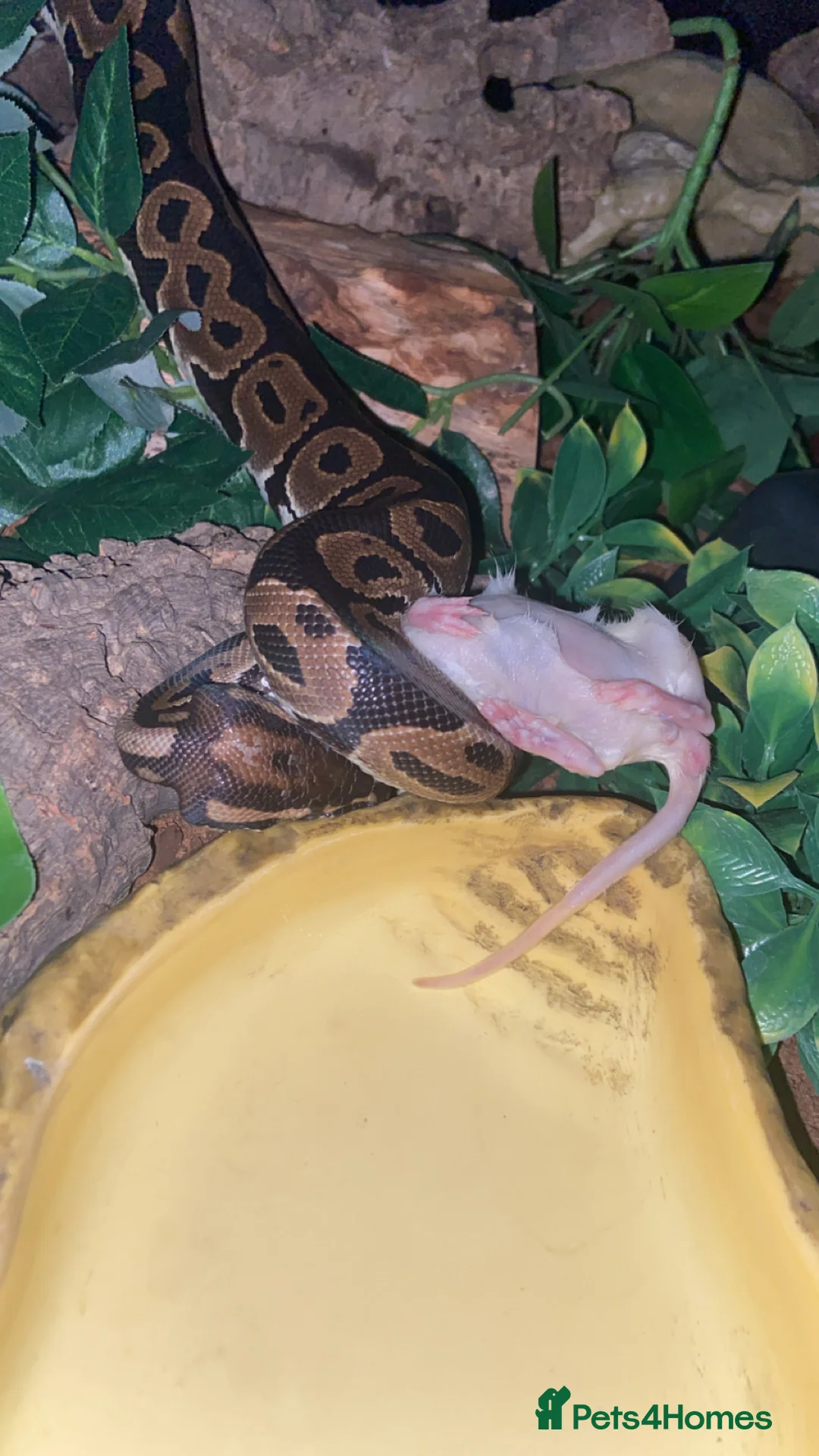 Python Snake reptiles for sale: 2 1/2yo Wild type X (confusion) royal python . - Advert 7