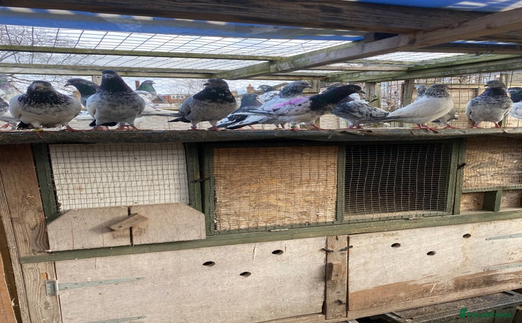 Pigeons birds - Advert 1