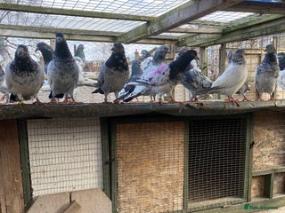 Pigeons birds - Advert 24