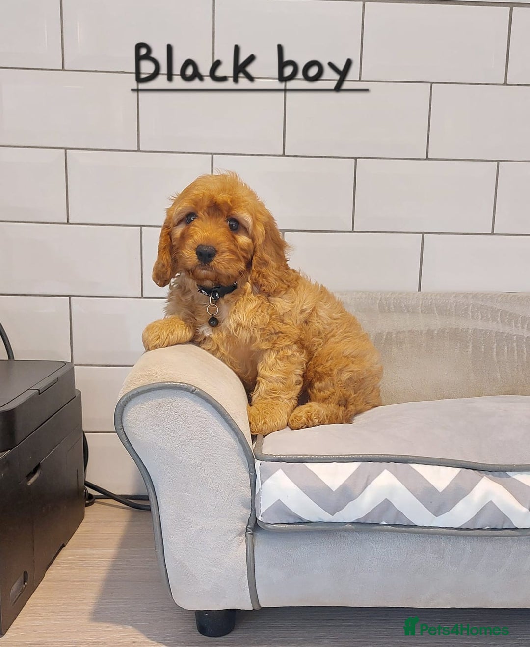 Cavapoo dogs for sale: Cavapoo F1 puppies  - Image 5