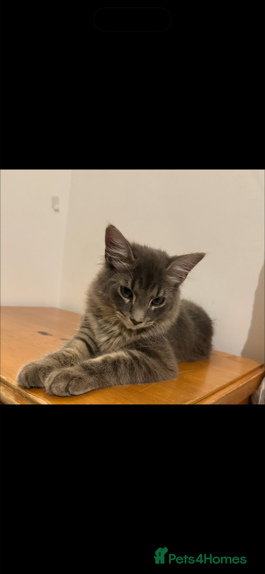 British Longhair cats for sale: A lovely British longhair cat for sale  - Advert 2