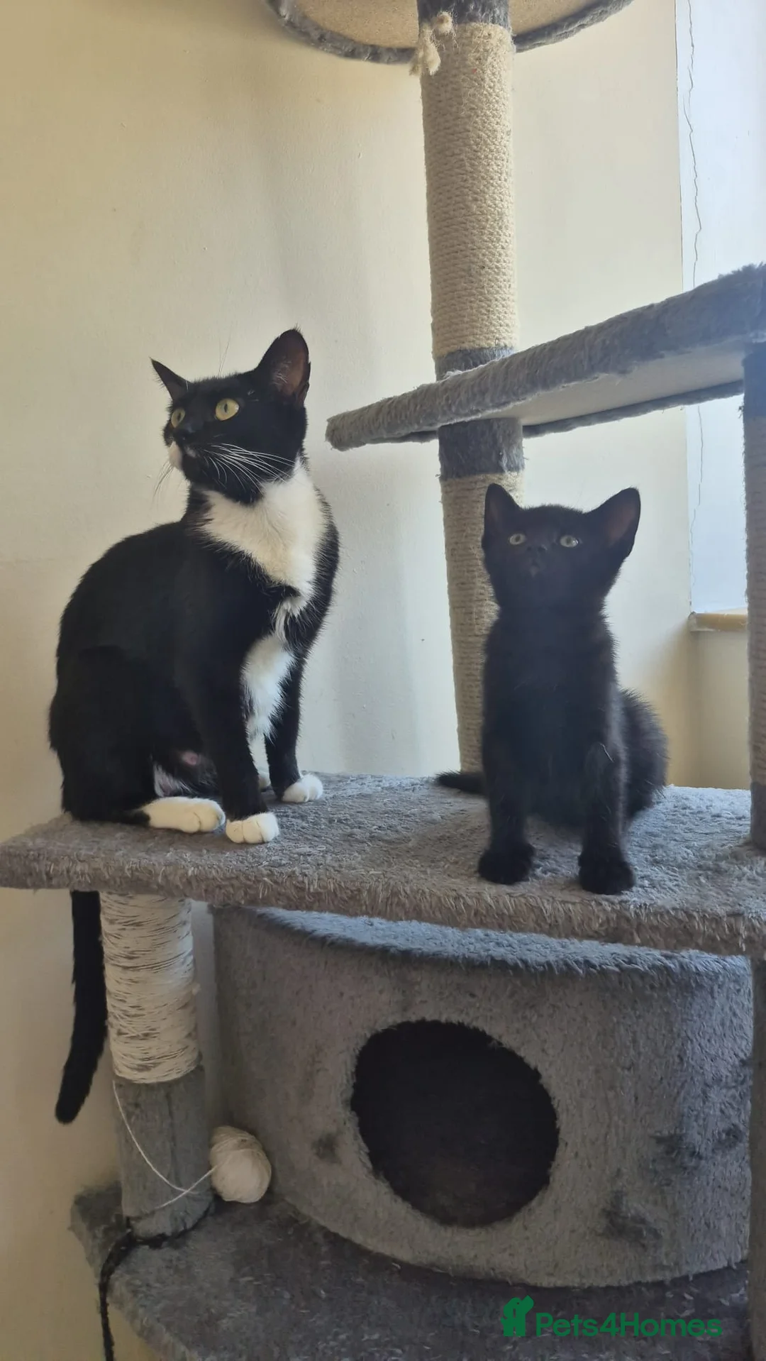 Mixed Breed cats for sale: Kittens  - Advert 2