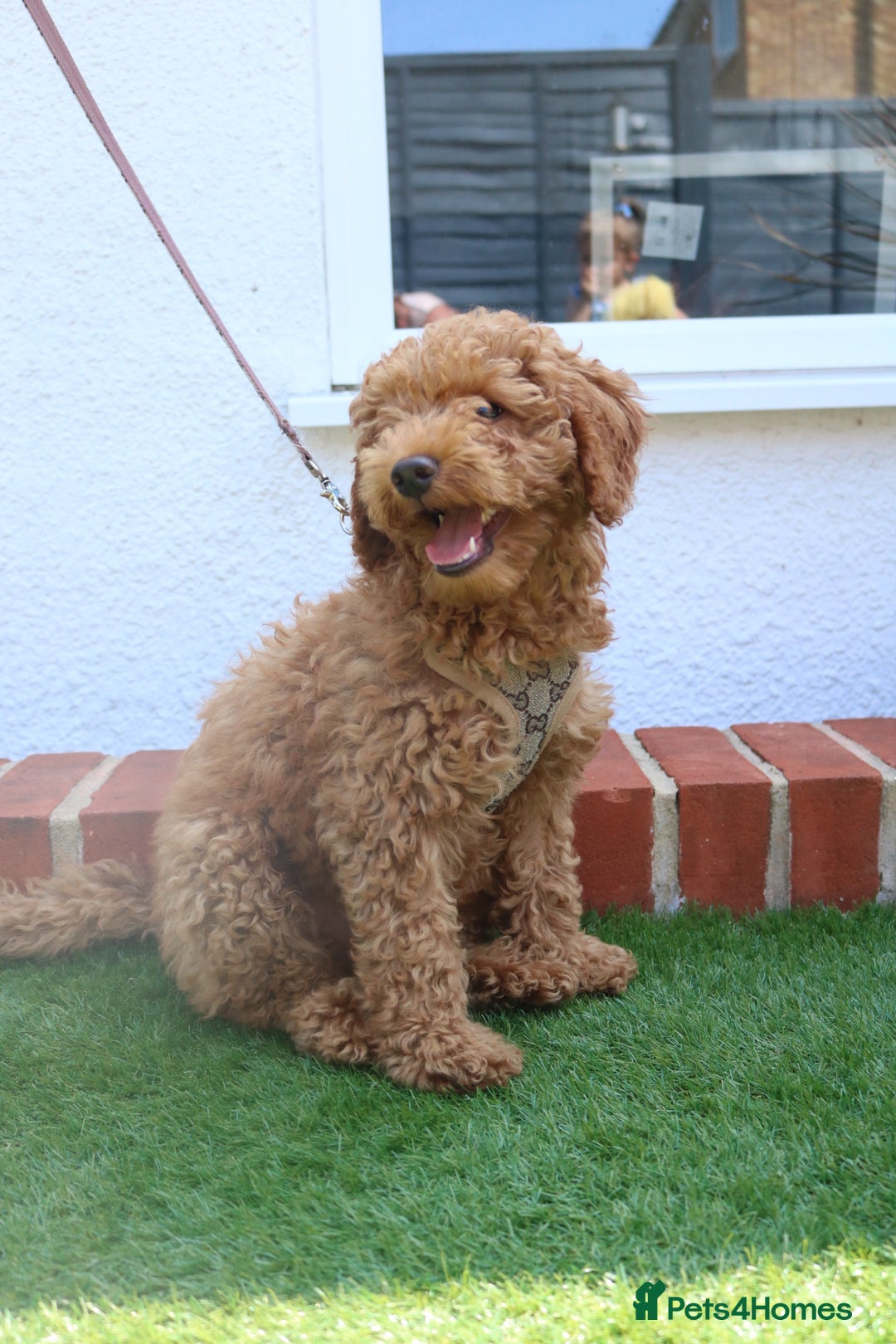 Miniature Poodle dogs for stud: RUPERT MINIATURE POODLE in Southampton - Advert 27