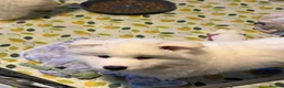 Samoyed dogs for sale: 🐾puppies are ready for new happy homes🐾 - Advert 19