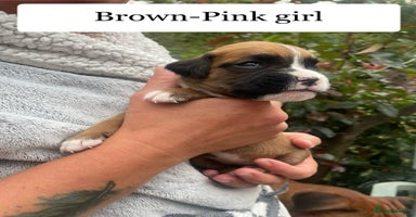 Boxer dogs - Advert 9