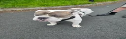 Old Tyme Bulldog dogs for sale: Mylo   tri in colour  - Advert 2