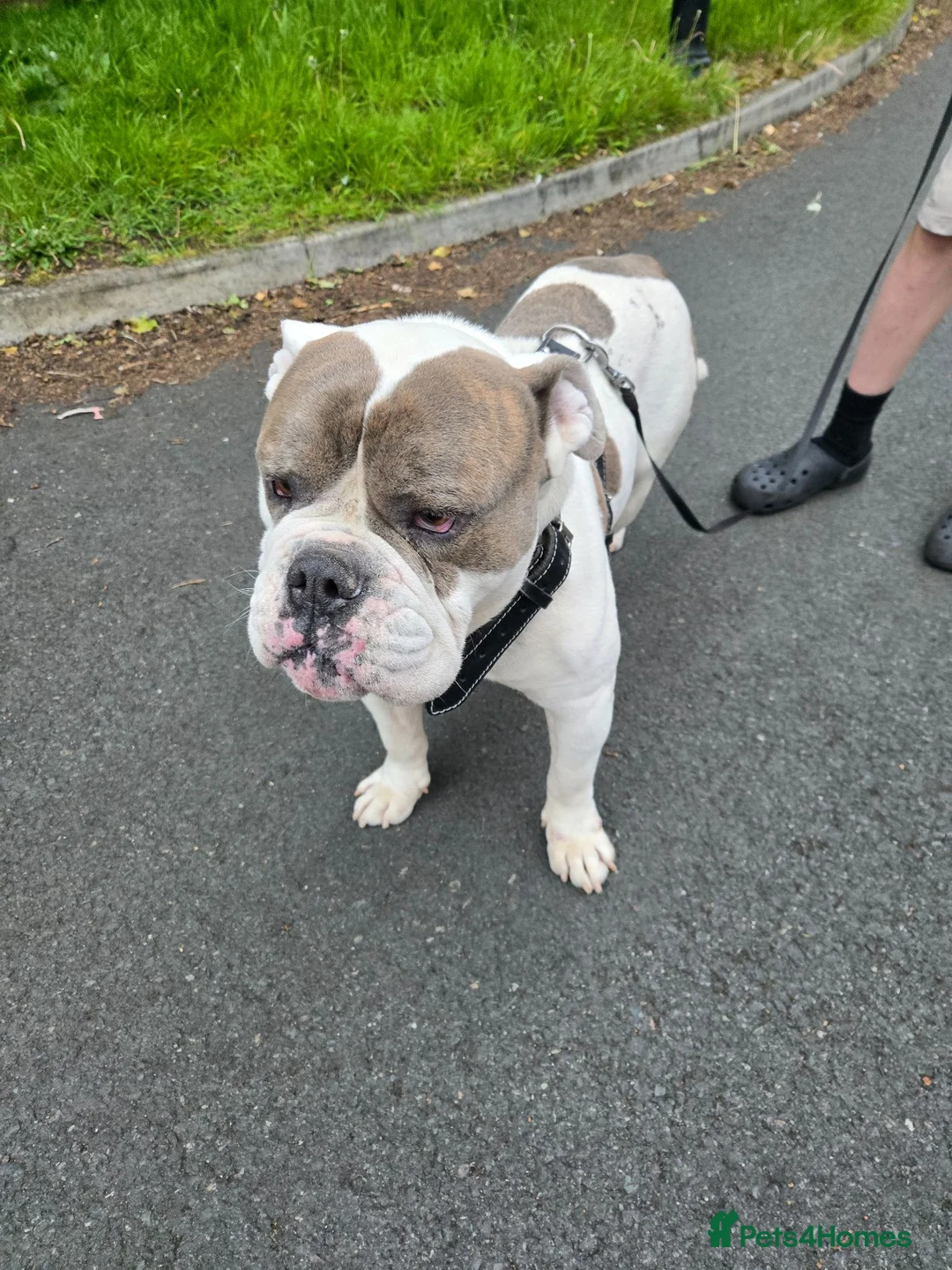 Old Tyme Bulldog dogs for sale: Mylo   tri in colour  - Advert 2