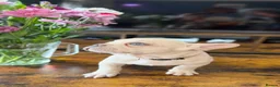 French Bulldog dogs for sale: KC reg, French Bulldog pup is looking for family  - Advert 15