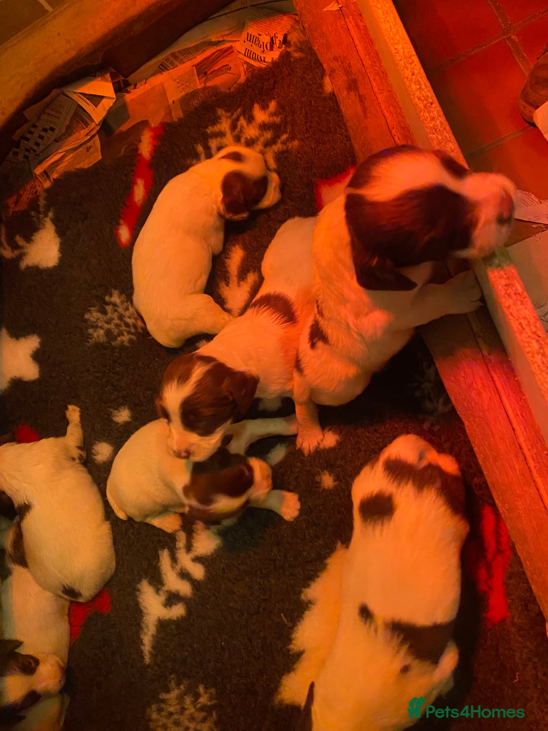 English Springer Spaniel dogs for sale: Springer Spaniel Puppies - Advert 7