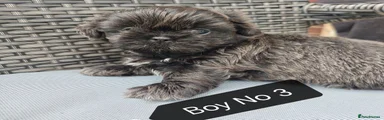 Nico Boy3